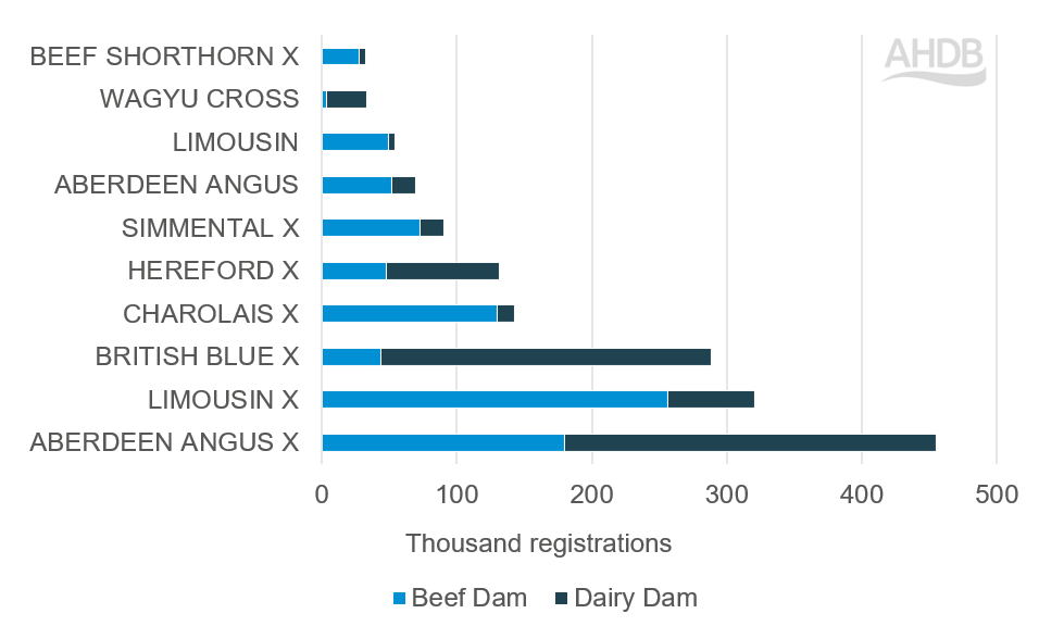 Beef calf registrations to dairy and beef dams in 2023, by breed 